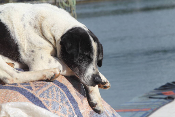 Überwältigter Hund schläft in der Mittagshitze am Meer. - Foto, Bild