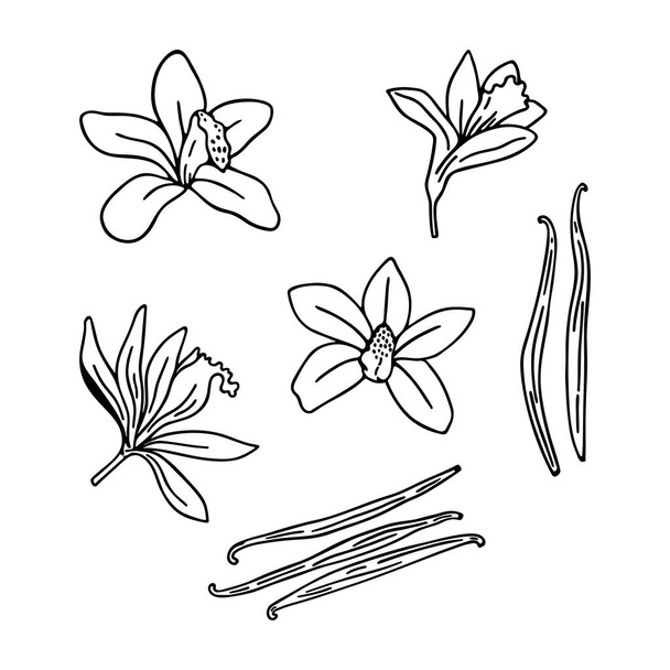 Flores de vainilla, vainas y palos. Ponle especias. Arte lineal sobre fondo blanco. Ilustración de dibujo manual vectorial. - Vector, imagen