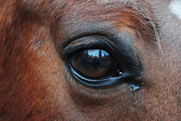 Konie - Zdjęcie, obraz