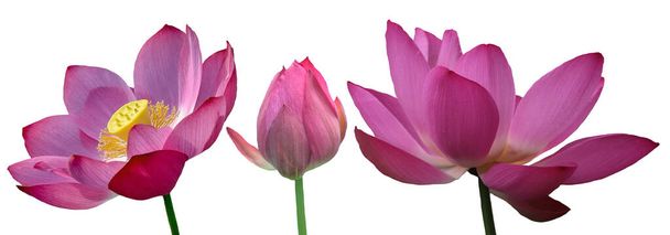 Blooming pink lotus flower or Nelumbo nucifera isolated on white background. Known as Indian lotus, sacred lotus in Hinduism and Buddhism. - Fotó, kép