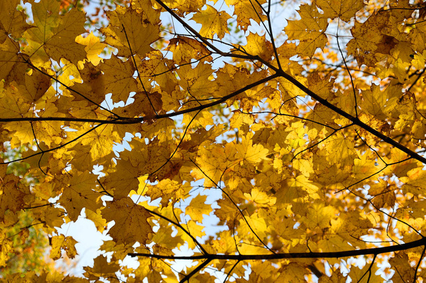 Κόκκινα και κίτρινα φύλλα σφενδάμου σχηματίζουν μια εντυπωσιακή σκηνή στο δέντρο - Φωτογραφία, εικόνα