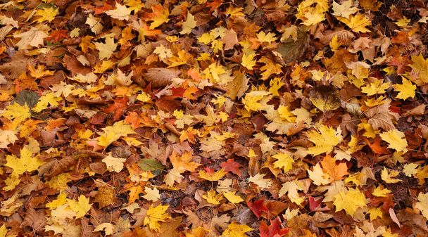 Herfst bladeren op de grond in het bos - Foto, afbeelding