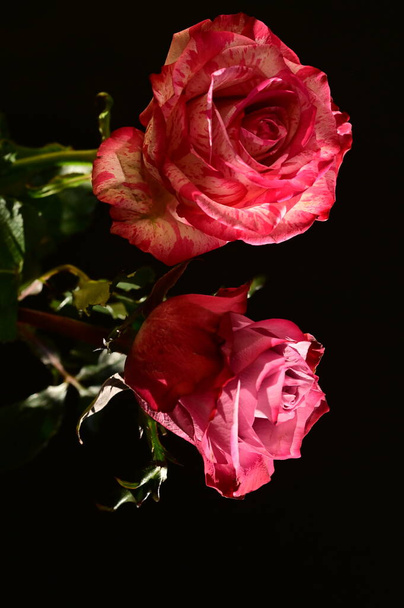 κοντινό πλάνο από όμορφα ροζ τριαντάφυλλα σε σκούρο φόντο - Φωτογραφία, εικόνα