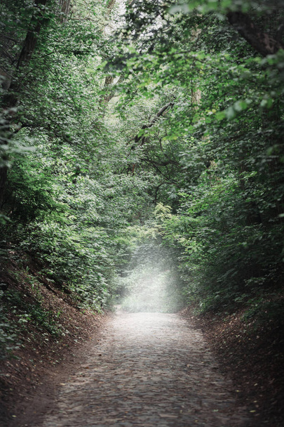 濃霧の路地に狭い石の歩行者道。ハロウィンのコンセプト - 写真・画像