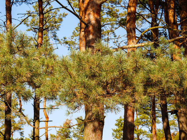 Větev s jehlami mezi holými kmeny borovic v parku - Fotografie, Obrázek