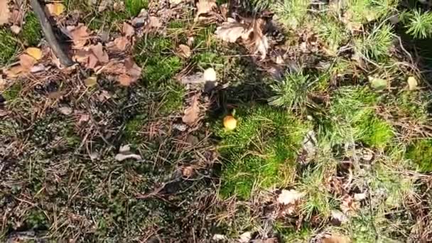 Trockenes Laub auf grünem Moos im Herbstwald. - Filmmaterial, Video