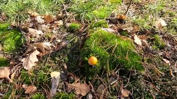 Cogumelos venenosos crescem entre o musgo verde. - Filmagem, Vídeo
