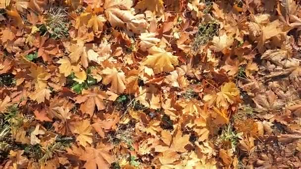 Ξηρά, κίτρινα φύλλα στο έδαφος. Το φθινόπωρο, τα φύλλα πέφτουν από τα δέντρα στο έδαφος.. - Πλάνα, βίντεο