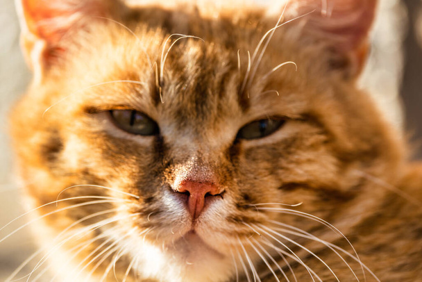 Beautiful red cat, close-up, shallow depth of field. Concept pets - Foto, Bild