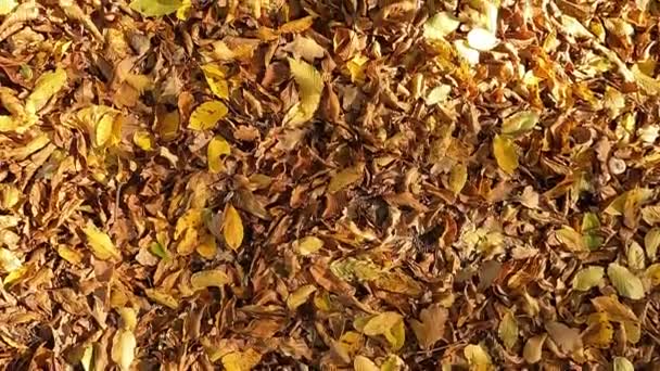 Foglie secche e gialle a terra. In autunno, le foglie cadono dagli alberi al suolo. - Filmati, video