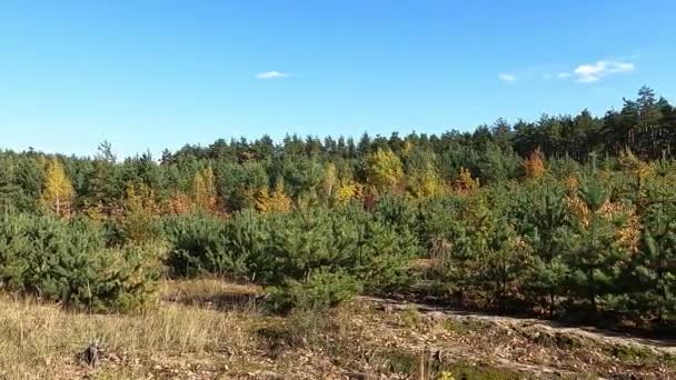 Herbstliche Waldlandschaft. Gelbe Blätter an den Bäumen. - Filmmaterial, Video