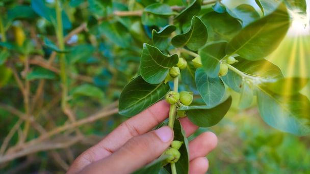 アシュワガンハ（Ashwagandha）は、ウィターニアの植物。インドの強力なハーブ、毒グーズベリー、または冬の桜。Ashwagandhaは減量、医療、ストレス軽減のためのハーブの利点です。 - 写真・画像