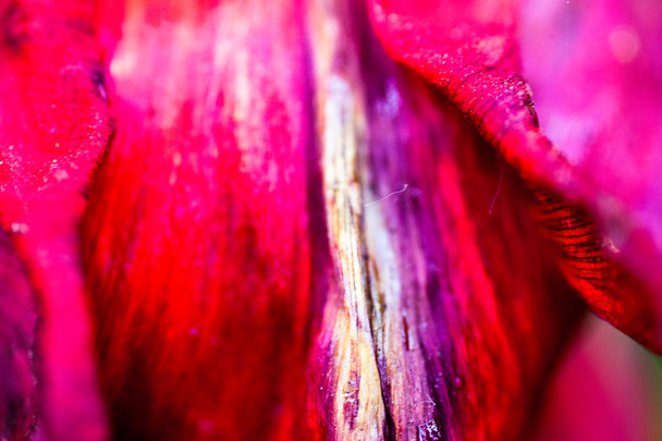 Primer plano de los pétalos que se desvanecen de la flor de tulipán rojo-rosa
 - Foto, Imagen