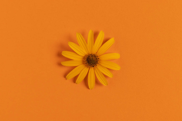 Πορτοκαλί λουλούδι σε πορτοκαλί φόντο. Μινιμαλιστικό επίπεδο lay. - Φωτογραφία, εικόνα