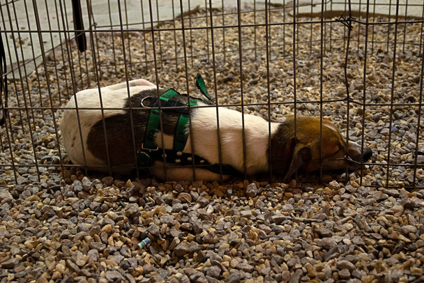 Un perro acostado en un corral en una feria de adopción de animales. - Foto, Imagen