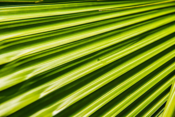Green strip with shadow on green leaf of Fan palm tree for nature texture background concept idea - Foto, imagen