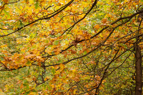 Herfst veelkleurig wild bos op een zonnige warme herfstdag. - Foto, afbeelding
