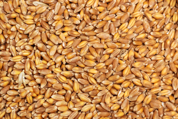 Background of hard red winter wheat grain. - Photo, image