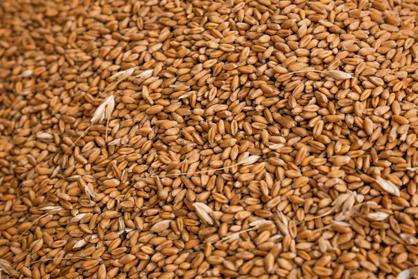 Pile of wheat grains as background, closeup view - Фото, изображение
