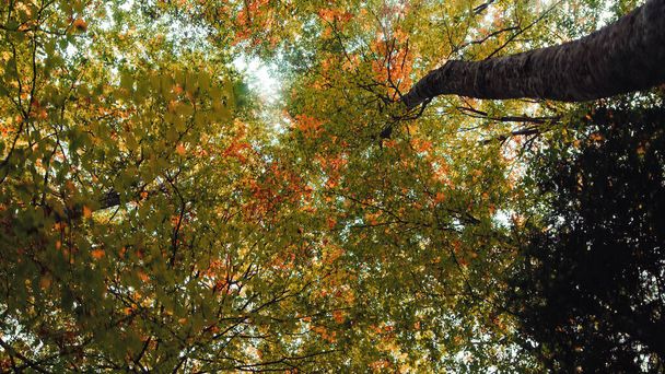 bottom view of treetops with autumn colored leaves - Foto, Imagen