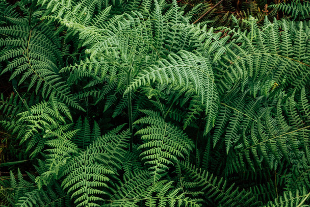 Fern Φύση φυτά πράσινα φύλλα και μίσχους, σκούρο χρώμα ταπετσαρία φόντο - Φωτογραφία, εικόνα