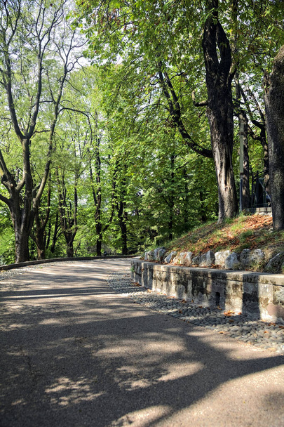 Gepflasterter Weg unter Baumkronen in einem Park - Foto, Bild