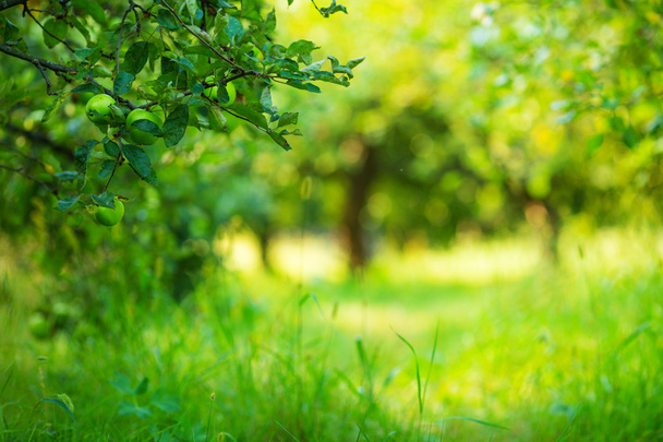 Apple garden green sunny background. - Fotoğraf, Görsel
