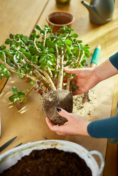 Nő átültetés Crassula növény új pot otthon, újratelepítése a növény a pot Hobbik és szabadidő, koncepció az otthoni kert, zöld ház, Biofília design. - Fotó, kép