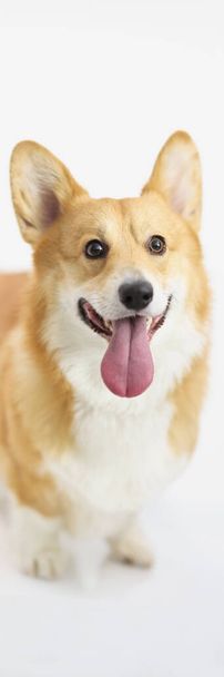 Red-haired thoroughbred short corgi dog on a white background, a cheerful puppy. Pembroke shows tongue - Фото, изображение