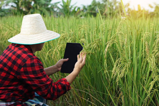 Ασιάτης αγρότης φοράει καπέλο, κόκκινο καρό πουκάμισο, χρησιμοποιεί έξυπνο tablet για να ελέγξει και να κάνει έρευνα για την ανάπτυξη και τις ασθένειες των φυτών ρυζιού σε ορυζώνες. Έννοια: έξυπνος γεωργός, χρήση της τεχνολογίας στη γεωργία. - Φωτογραφία, εικόνα
