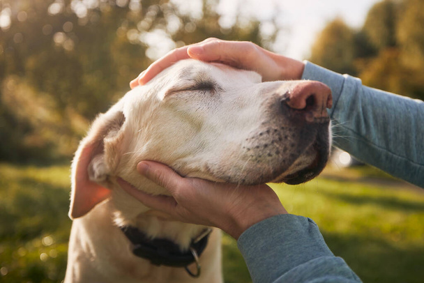 Man stroking his old dog. Loyal labrador retriever enjoying autumn sunny say with his owner - Foto, immagini
