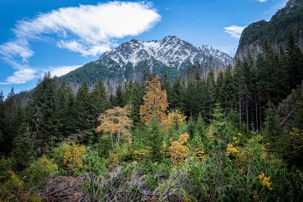 Autumn forest in Dill valley, High Tatras mountain, Slovak republic. Hiking theme. Seasonal natural scene. - Foto, afbeelding