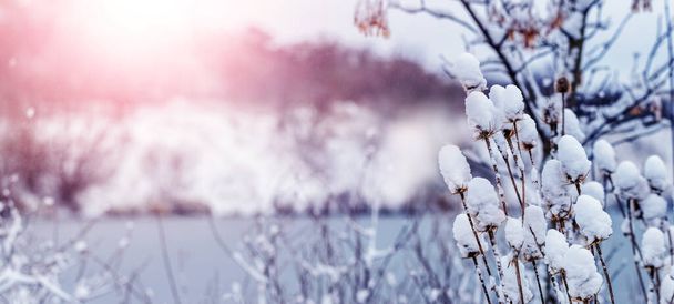 Talvi maisema lumiset kasvit lähellä jokea auringonlaskun aikana - Valokuva, kuva