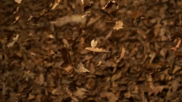 Upuszczanie stos suszonych liści - Materiał filmowy, wideo