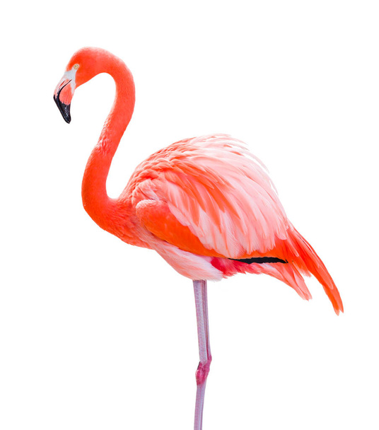 Beautiful Flamingo Isolated on White Background. - Foto, Imagen