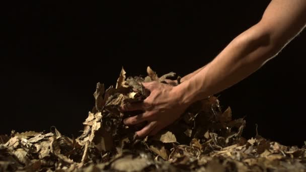 Kurutulmuş yaprak yığınları kapma - Video, Çekim