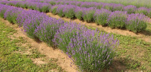 lavender flower bushes in the field to production of perfumes and essential oils - Foto, Bild