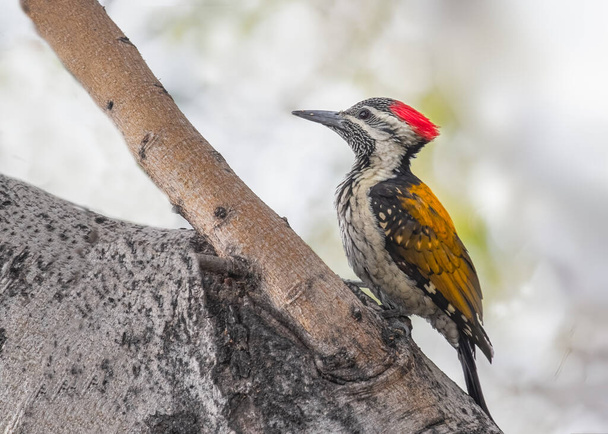 A Lesser golden backed woodpecker on a tree searching for food - Photo, Image