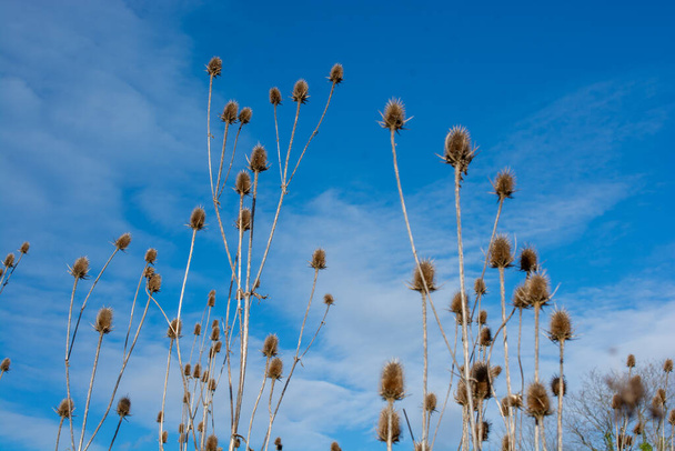 Dry Dipsacus Sativus flowerhead in winter. - Fotografie, Obrázek