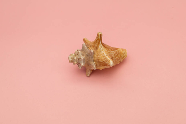 Large seashells on a pink background - Fotoğraf, Görsel