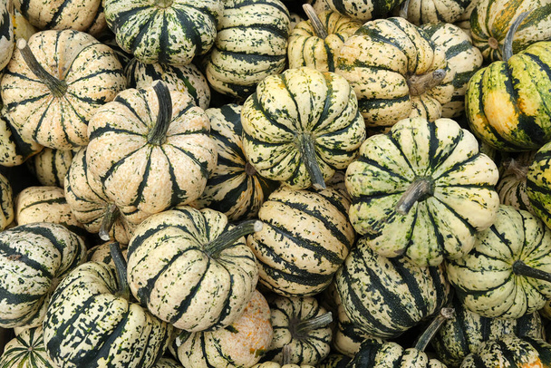 Many mini pumpkins grade kind Sweet Dumpling Harvesting. Harvesting. Agriculture agronomy. Exhibition and sales. - Photo, Image
