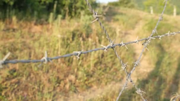 barbed wire, barbed wire close up, green grass - Footage, Video