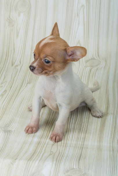Chihuahua pentu poseeraa
 - Valokuva, kuva