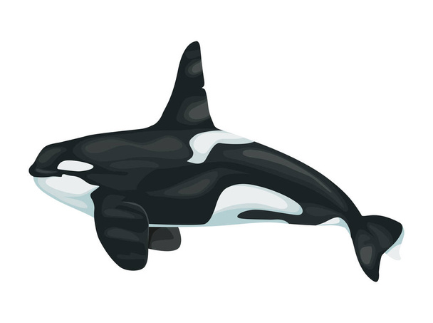 asesino ballena vida marina animal icono - Vector, imagen