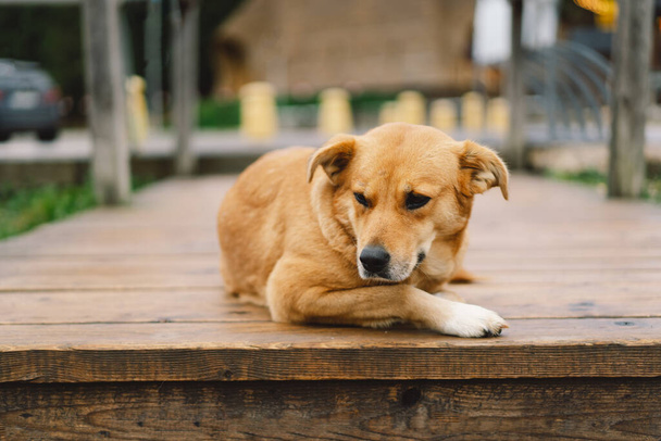 屋外の木製の床の上に寝そべって悲しいと孤独な犬。所有者を待っている悲しい目をした犬 - 写真・画像