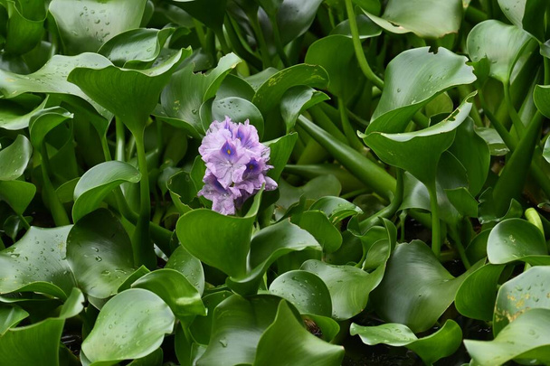 Water hyacint bloemen. Pontederiaceae waterplanten afkomstig uit Brazilië. Lichte paarse bloemen bloeien van augustus tot oktober. - Foto, afbeelding