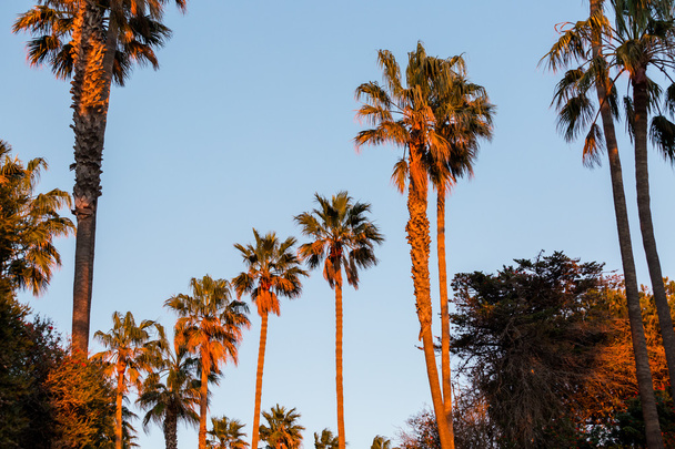 Row of Palm trees view - Φωτογραφία, εικόνα