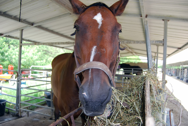 πορτρέτο του ένα πολύ παλιό άλογο - Φωτογραφία, εικόνα