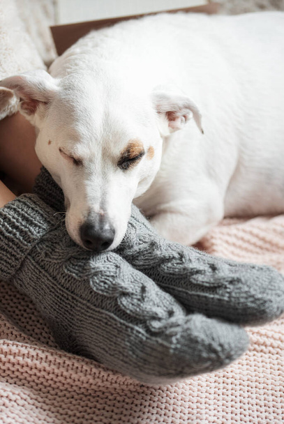 Legs of a young girl in cozy knitted socks. Female legs in warm socks on plaid. The dog sleeps next to the girl. Concept of heating season - Photo, Image
