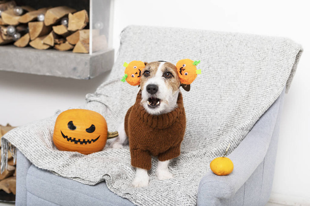 Uroczy pies w stroju na Halloween siedzi na fotelu obok dyni - Zdjęcie, obraz